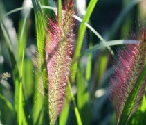 Pennisetum al. 'Red Head'