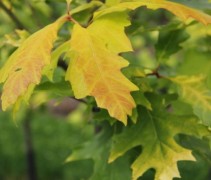 Quercus rubra 'Boltes Gold'