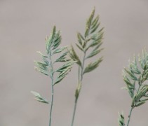 Bloeiende aren van Zwenkgras glauca 'Intense Blue'