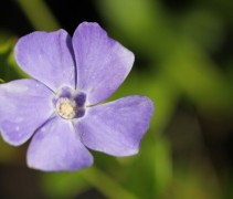 De Vinca minor biedt een verscheidenheid aan blauw tinten in uw tuin