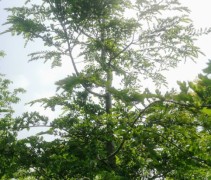 Nothofagus betuloides silhouet in tegenlicht