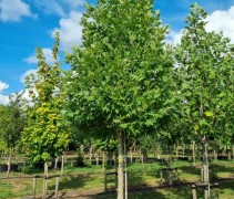 Platanus orientalis 'Minaret'