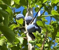 Prunus dom. 'Hauszwetsche' - Prunus dom. 'Hauszwetsche' - 3
