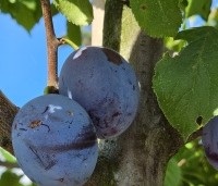 Prunus dom. 'Hauszwetsche' - Prunus dom. 'Hauszwetsche' - 4