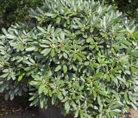 Rhododendron Yakushimanum 'Sonatine' - Rododendron 'Sonatine' - 1