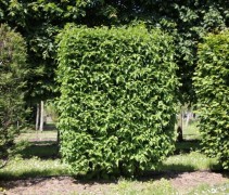 cornus mas