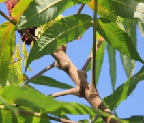 Fluweelboom; blad en tak