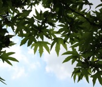 Platanus Orientalis