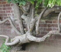 Wisteria sinensis 'Alba'