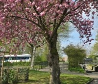 Prunus serrulata 'Kanzan' - Sierkers, kanzan - 1