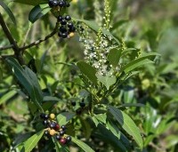 Prunus laurocerasus 'Caucasica' - Laurierkers - 1