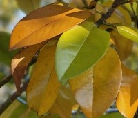 Magnolia grandiflora '24 Below' - Magnolia '24 Below' - 2