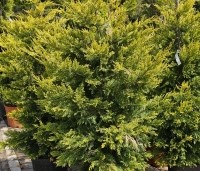Cupressocyparis l. 'Gold Rider' - Leylandcypres 'Gold Rider'  - 2