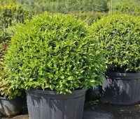 Prunus lusitanica 'Angustifolia' - Portugese laurier - 1