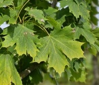 Acer plat. 'Princeton Gold' - Acer plat. 'Princeton Gold' - nazomer