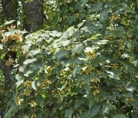 Acer pseudoplatanus - Gewone esdoorn - 3