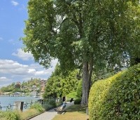 Acer pseudoplatanus - Gewone esdoorn - Thunersee