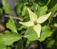 Cornus kousa 'Weisse Fontaine' - Japanse grootbloemige kornoelje 'Weisse Fontaine' - 1