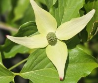 Cornus kousa 'Weisse Fontaine' - Japanse grootbloemige kornoelje 'Weisse Fontaine' - 2