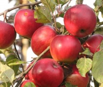 Malus 'Jonared'