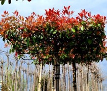 Photinia fraseri 'Red Robin' meerjarige gevormde groenblijvende dakboom