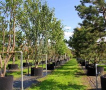 Prunus serr. 'Kanzan' 