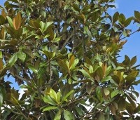 Magnolia grandiflora 'Galissoniere' - Magnolia grandiflora 'Galissoniere' - 2