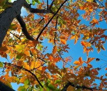 Acer griseum x Nikoense