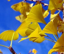 Ginkgo Biloba