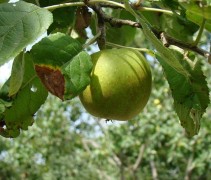 Malus domestica 'Schone van Boskoop'