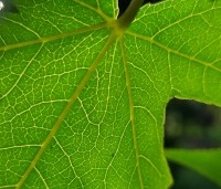 Liquidambar styraciflua 'Worplesdon' - Amberboom - zomerblad