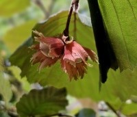Corylus avellana 'Rote Zellernote' -  Hazelnoot 'Rote Zellernote' - 1