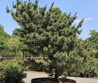 Pinus parviflora 'Glauca' - Japanse witte den 'Glauca' - 3