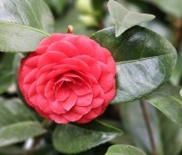Camellia japonica 'Black Lace' - Camellia 'Black Lace' - 1