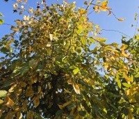 Carpinus betulus 'Pendula' - Treur haagbeuk - 3