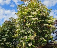 Photinia fraseri 'Red Robin'  - Glansmispel - 2