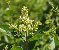 Ligustrum ovalifolium - Haagliguster - 5