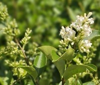 Ligustrum ovalifolium - Haagliguster - 6
