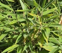 Fargesia murieliae 'Moontears' - Bolvormige bamboe - 4