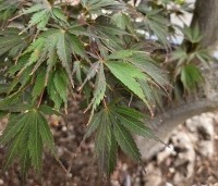 Acer palmatum 'Matsukaze' - Japanse esdoorn - 2