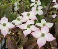 Cornus kousa 'Cappuccino' - Japanse grootbloemige kornoelje 'Cappuccino' - 2