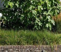 Ficus carica - Vijg - 5