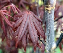 Acer palmatum 'Yubae'