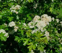 Crataegus Monogyna