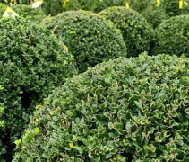 Ilex crenata 'Dark Green'