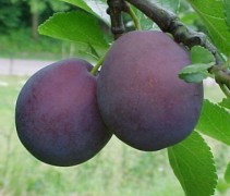 Prunus domestica Monsieur Hatif