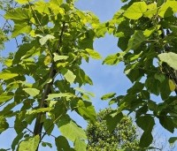 Paulownia tomentosa 'Hulsdonk' - Anna Paulownaboom 'Hulsdonk' - 1
