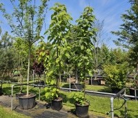 Paulownia tomentosa 'Hulsdonk' - Anna Paulownaboom 'Hulsdonk' - 2