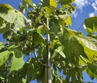 Firmiana simplex - Chinese parasolboom - 4