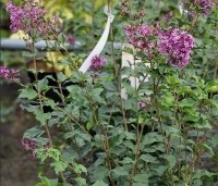 Syringa vulgaris 'Dark Purple' - Sering 'Dark Purple' - 1